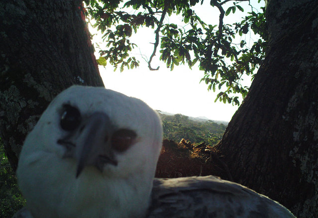 harphy eagle