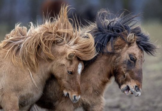 Best Photos of Animals this Month