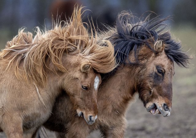 Best Photos of Animals this Month