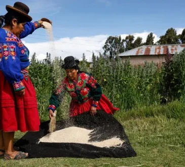 Aymara farmer harvesting quinoa in field in Yanaque Acora Puno southern Peru January 2025