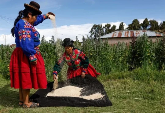 Aymara farmer harvesting quinoa in field in Yanaque Acora Puno southern Peru January 2025
