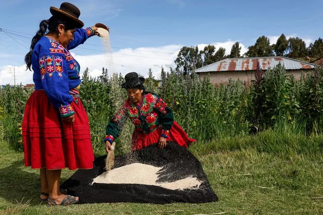 Aymara farmer harvesting quinoa in field in Yanaque Acora Puno southern Peru January 2025