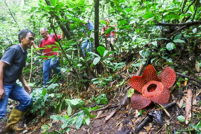 People walking near giant Rafflesia Arnoldii flower in Palupuah Forest West Sumatra Indonesia