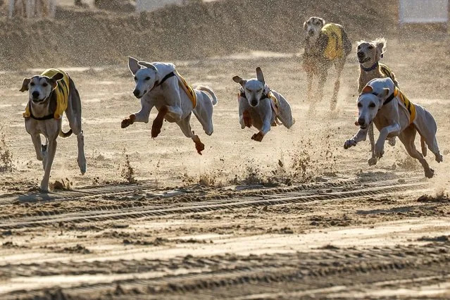 Greyhounds racing at Qatar International Falconry and Hunting Festival near Doha January 2025