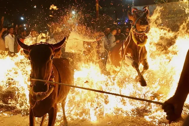 Cows pulled over bonfire during Makara Sankranthi Pongal festival celebrations Bangalore India 2025