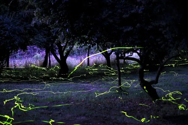 Fireflies illuminate the night sky in Colga Chile January 2025
