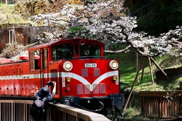 Person photographing a train passing cherry blossom trees at Alishan Taiwan March 2025