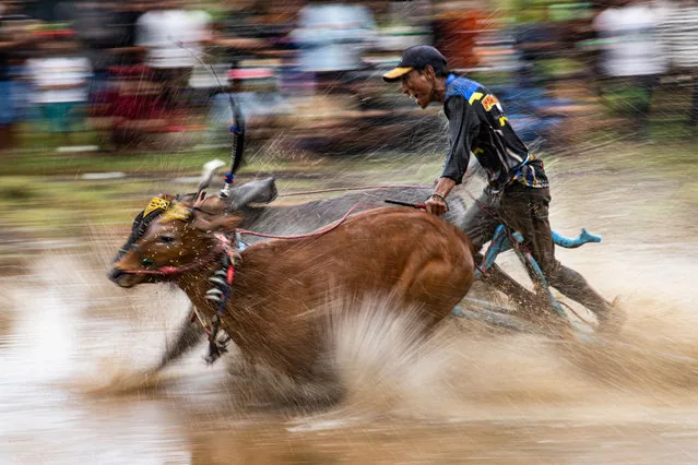 Jockey barefoot on wooden plank during traditional Sapi Brujul bull race in Probolinggo Indonesia