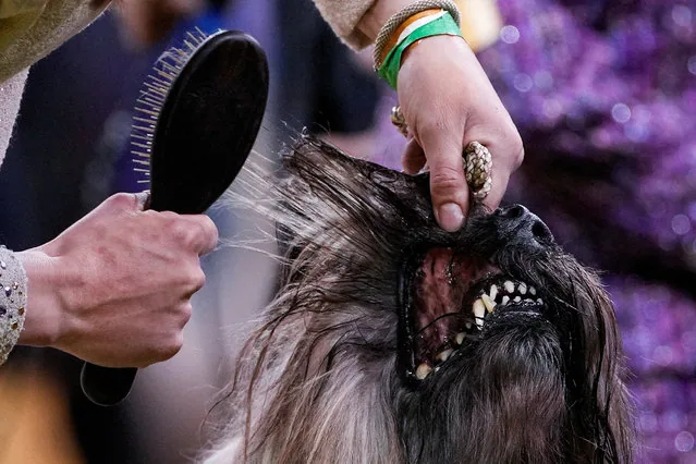 Dog prepares to compete in Herding Group at Westminster Kennel Club Dog Show Madison Square Garden