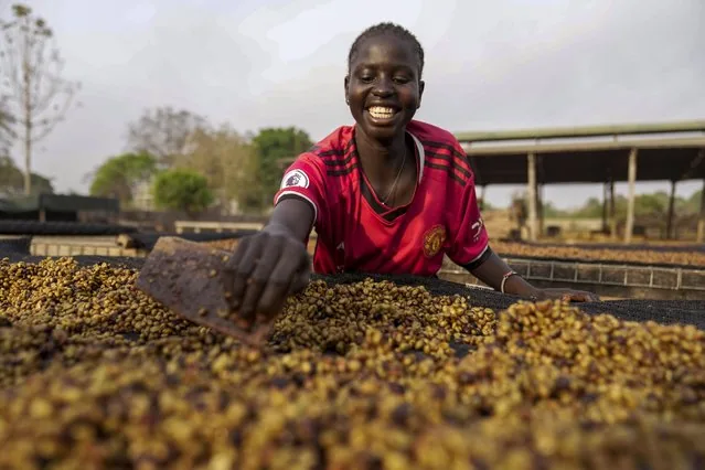 Worker drying excelsa coffee beans on the ground near Nzara South Sudan