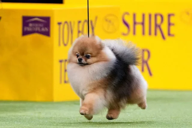 Pomeranian named Aslan competing in Toy Group at Westminster Dog Show New York