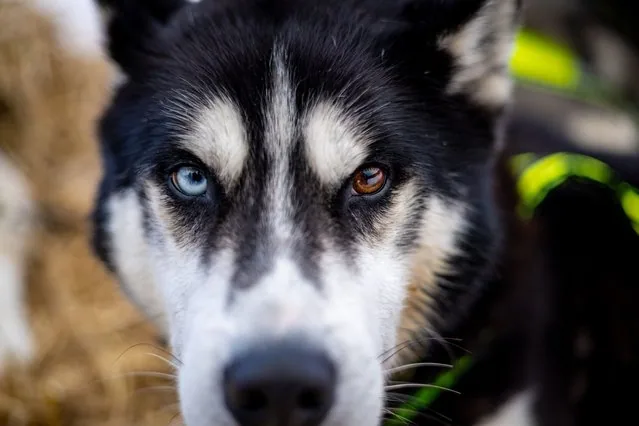 Heterochromatic sled dog resting after Sedivackuv Long 2025 race stage Czech Republic