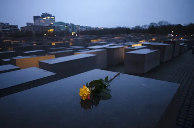 Single flower on concrete slab at Holocaust Memorial Berlin on Remembrance Day 2025